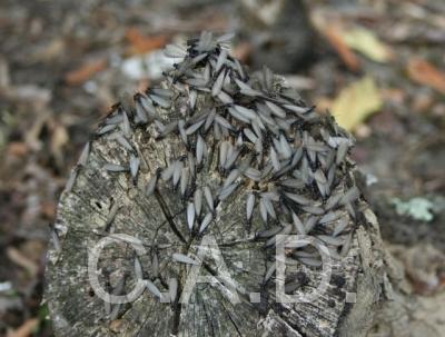 Plagas de termitas granada